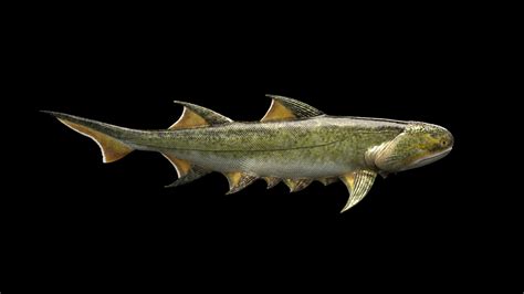 jawed fish|15.8: Jawed Fishes .